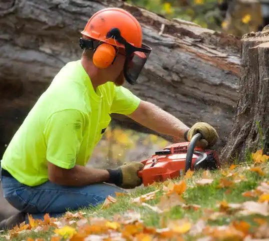 tree services Redwater